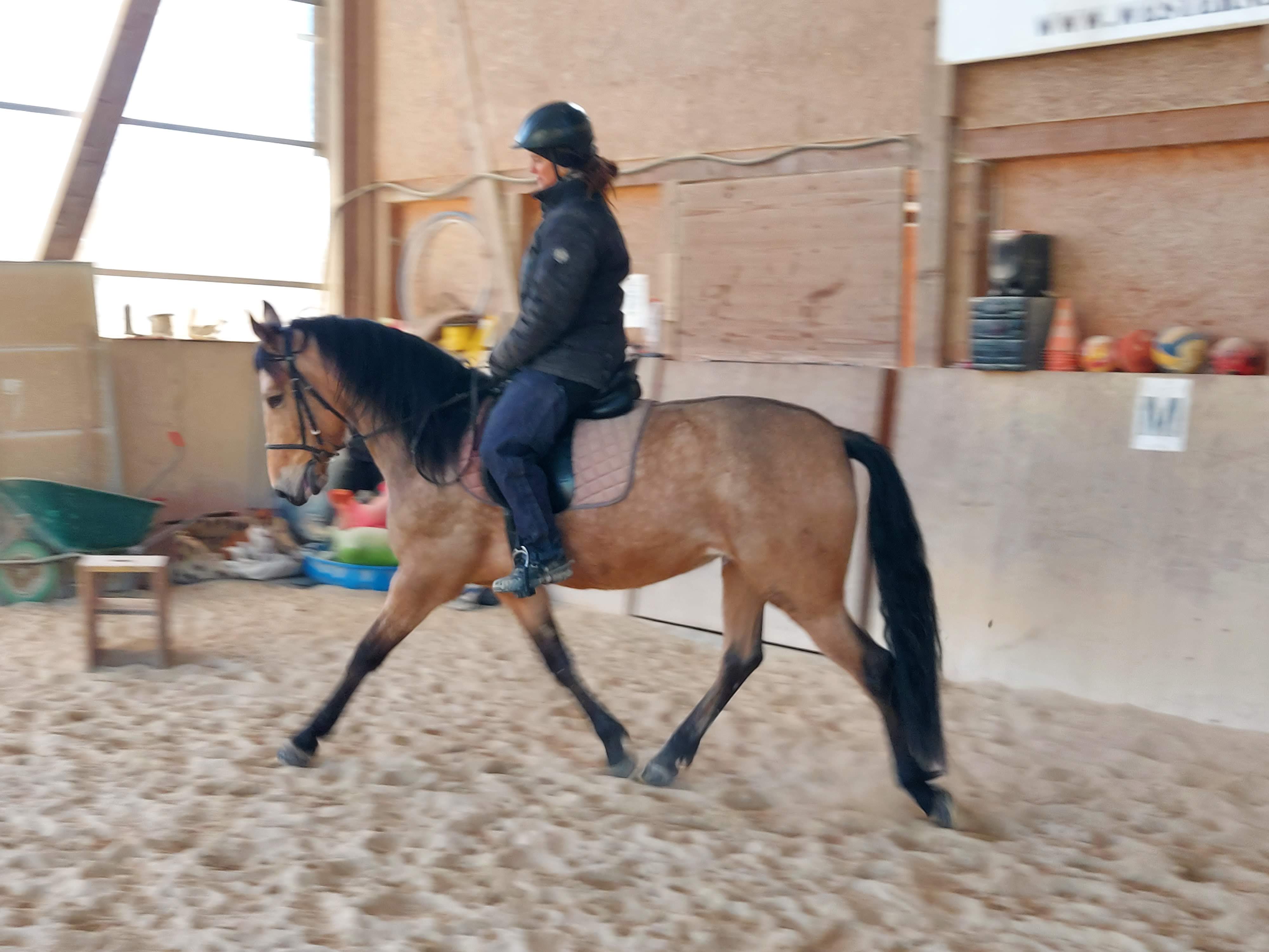Ausbildungspferd Muñeca (3)